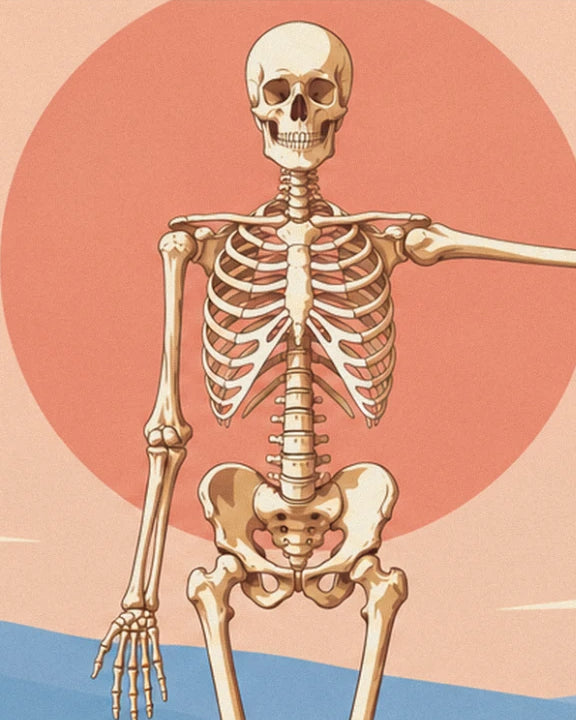 The skeleton seen from the front, with its skull, ribcage and pelvis against a large coral sun