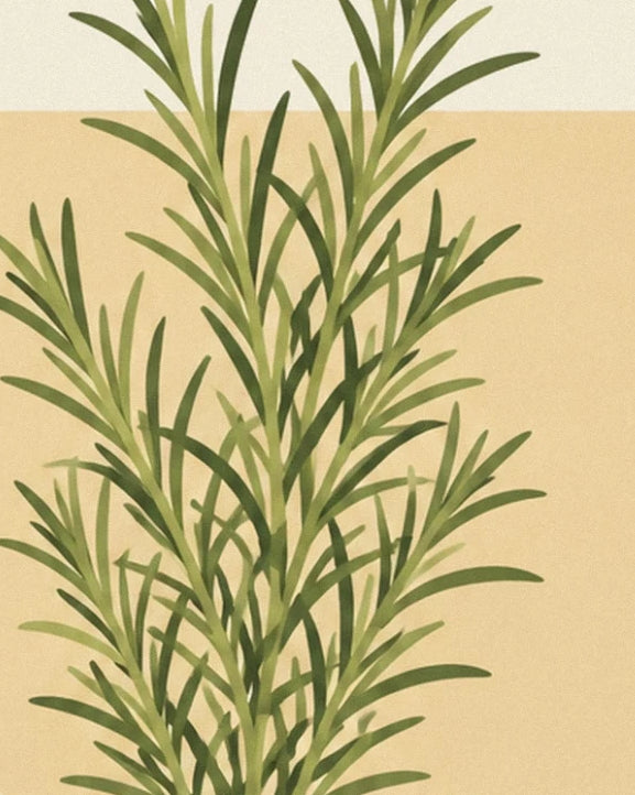Les rameaux de romarin aux feuilles fines et allongées sur un fond crème