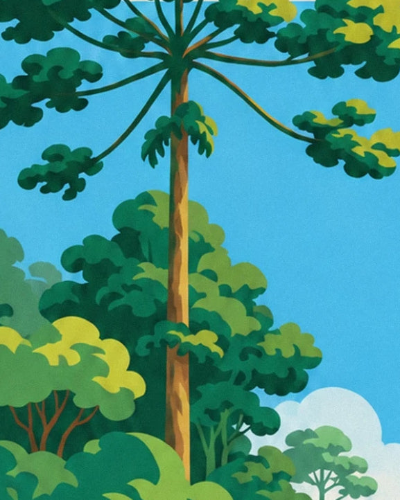 Un grand arbre au tronc fin qui dépasse de la canopée, sous un ciel bleu