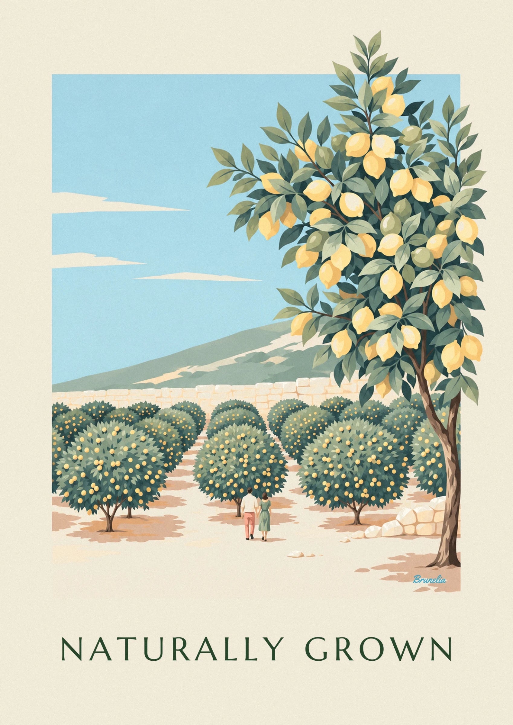 Les citrons mûrs et verts parmi les feuilles vert sombre, sur fond de ciel bleu clair